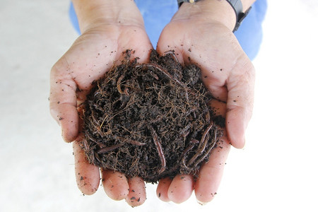 人手中的蚯蚓和土壤男人门户14虫背景图片