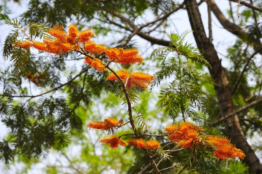 橙干旱户外以色列有明花的树木图片