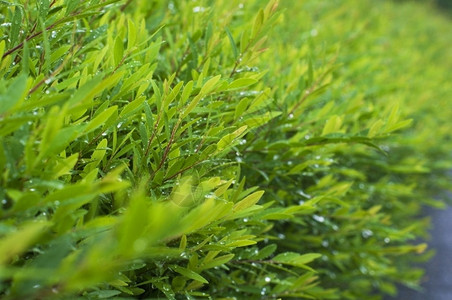 雨后绿色的叶子图片