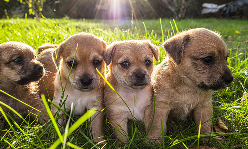 棕色的四只小狗在草地玩耍四只棕小狗在草地玩杂交自然图片
