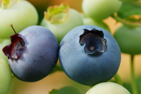 植物蓝莓Vacciniummyrtillus夏季水果食物浆图片