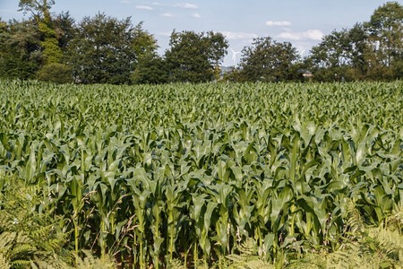 收成夏季布列塔尼的玉米田户外耳朵图片