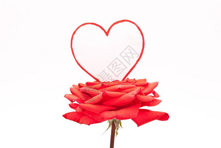 美丽的花朵情人节红玫瑰和心图片