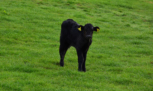 黑母牛在草原上站着的可爱黑牛群动物小母一种背景
