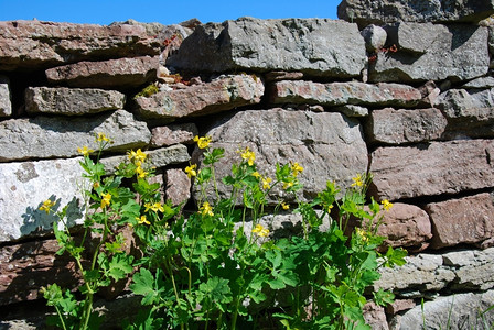石墙上的黄花色植物图片