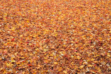 秋天落叶满地背景图片