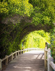 自然环形穿过绿拱门途径木板路制的图片