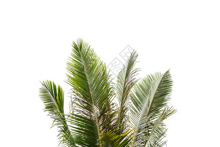 白色背景的孤立顶棕榈树白色的热带户外图片