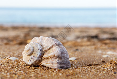 沙子碎石贝壳近岸阳光鹅卵石海图片