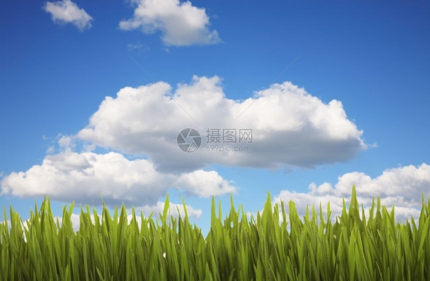大草原美丽蓝色的郁葱绿草映衬着多云的蓝天图片