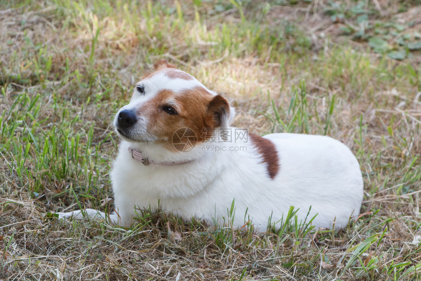 草杰克鲁塞尔特瑞狗躺在花园里动物毛皮图片