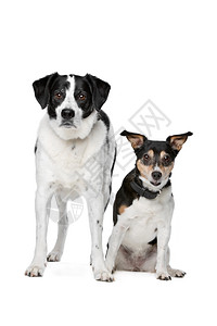 工作室国内的坐在白色背景面前的混合种狗两合狗品图片