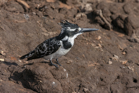 野生动物博茨瓦纳乔贝公园ChobeChobe河背面的PiedKingfisherCerylerudis艾伦翠鸟背景图片