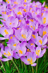 紫番红花植物草床图片