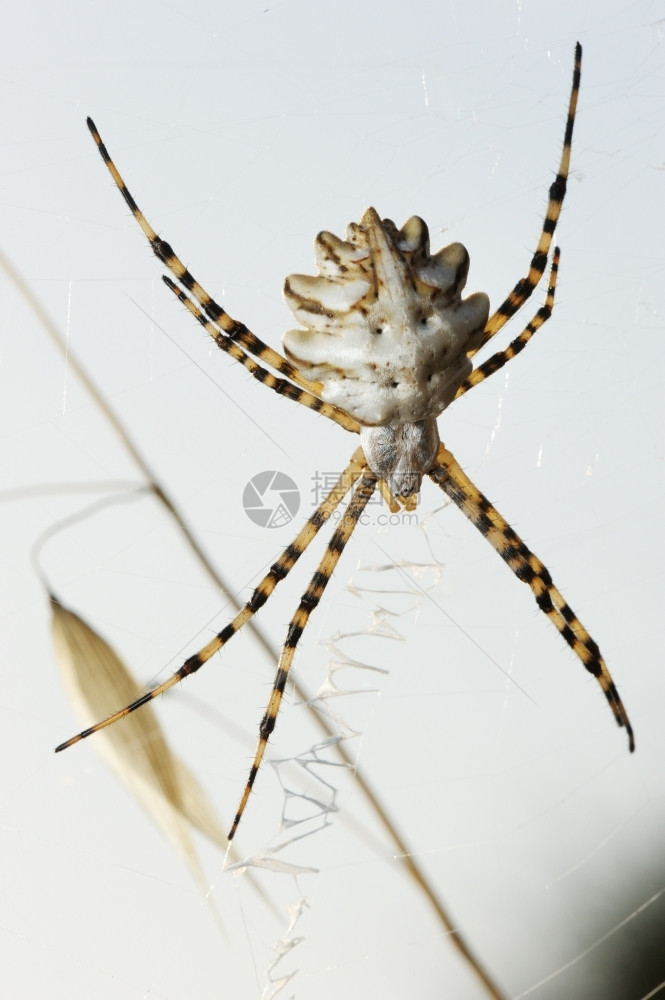 六月网络七蜘蛛argiope在草丛中的网上裂开图片