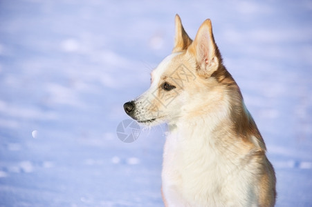 一种巴斯塔毛皮雪地背景金色狗的肖像图片
