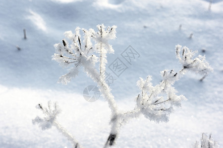 冷静的冻结寒冬日有条纹树木分支机构图片