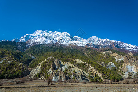 远处雪山和近处的森林背景图片