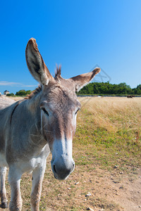 毛茸法兰西岛伊莱德里长发的著名驴子有趣动物图片
