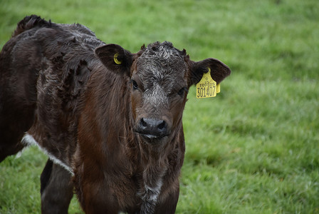 黑母牛场地站在草原上的黑棕褐色鲜美小牛群常设华丽的背景