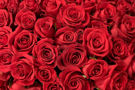 花波德希瓦洛夫束许多红玫瑰拍摄在浅的DOF图片