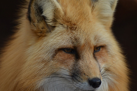 坦率摄影红色的狐狸美丽面容贴近和亲图片