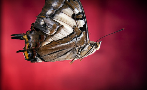 在明亮的红色背景下飞蝴蝶红色的自然昆虫图片