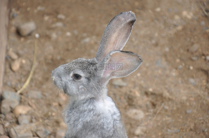 兔子毛皮蓬松图片