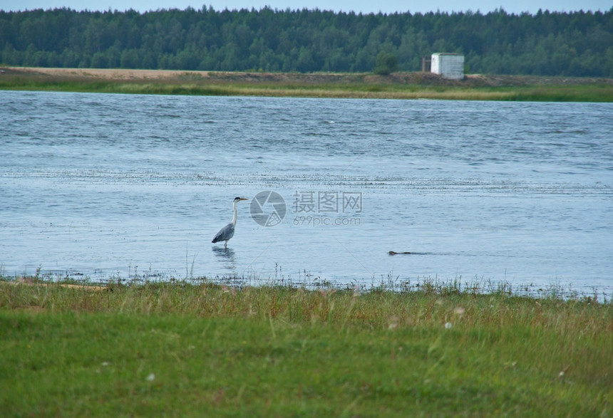 巴尔古津河漫滩灰鹭狩猎贝加尔湖海水图片