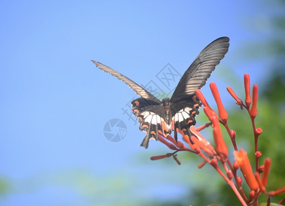 蛾花园漂亮的大燕尾蝴蝶在一束花朵上喷洒漏洞高清图片