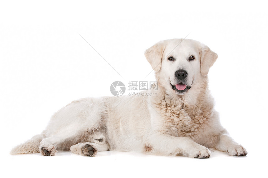 动物浅褐色的金毛猎犬在白色背景前的金毛猎犬拉布多图片