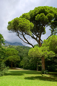 自然公园里的大树高清图片