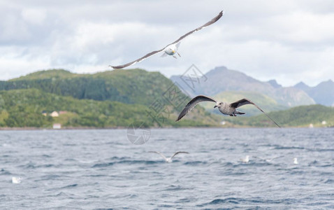 飞行海鸥在挪威的渡湾上飞翔帆翅膀图片