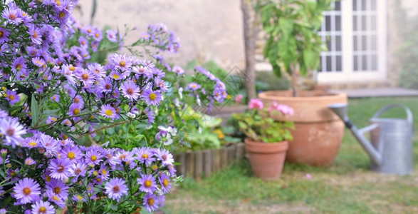 院子里紫色的花朵图片