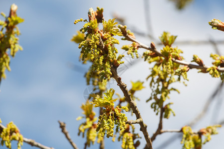 户外春初一棵橡树的鲜花和小叶子森林生长背景图片