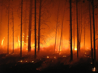 森林大火的灾难红色橙热图片