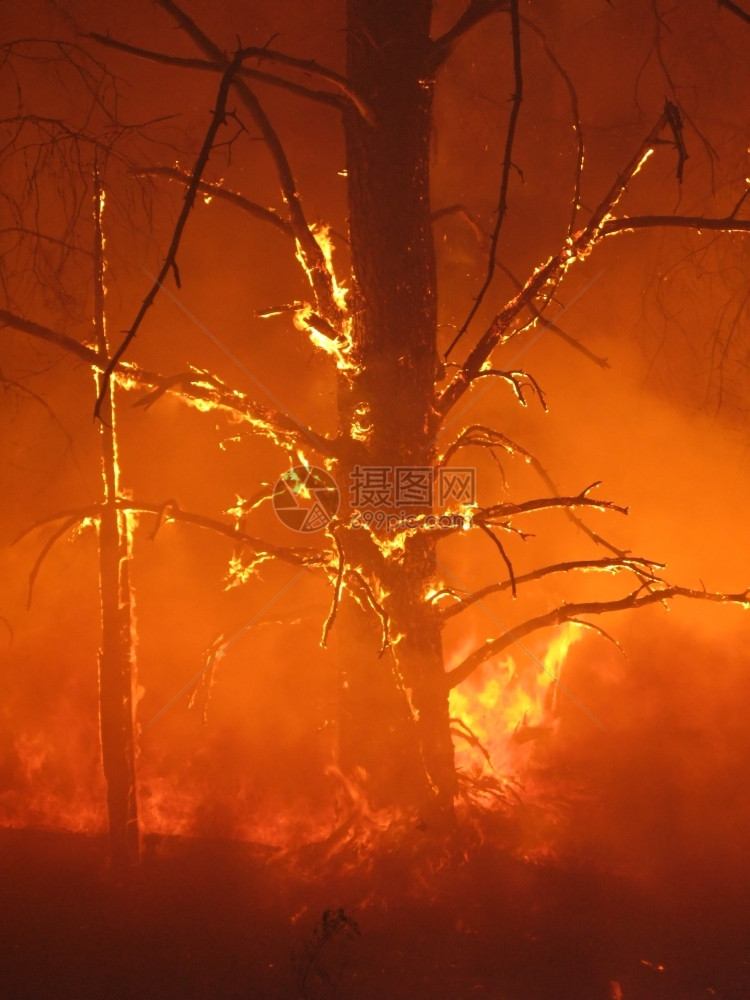 燃烧的树在森林里灾难黄色的火图片
