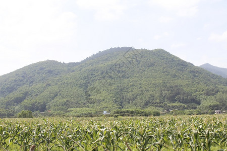 山下的农田图片