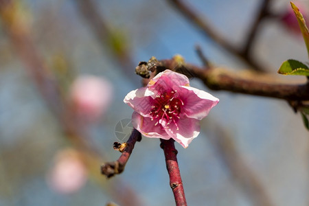 苹果树花图片