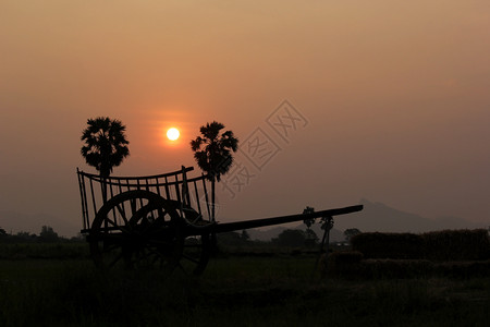 大车太阳日出背景的野外公牛车轮背影景观图片