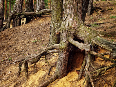 生态森林中树根的照片古老自然图片