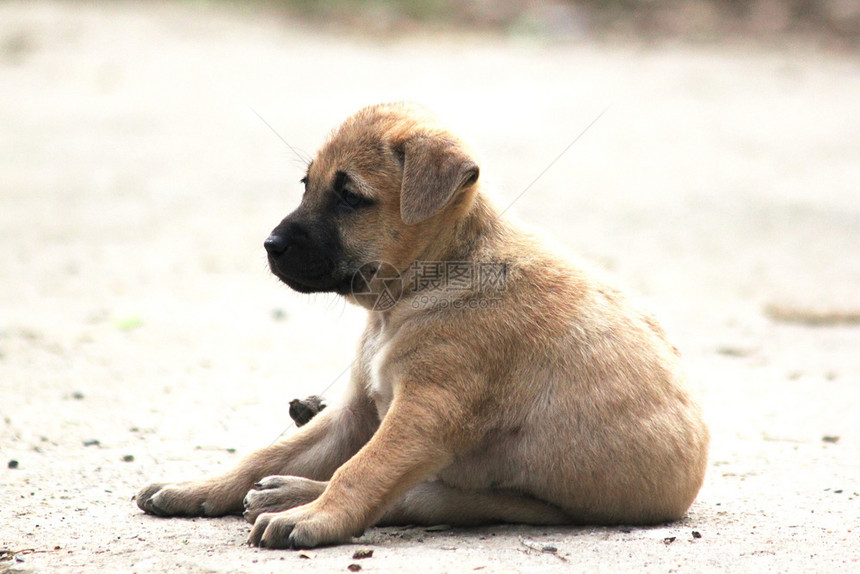 罗素泰国犬类那只小狗坐在地上看着图片