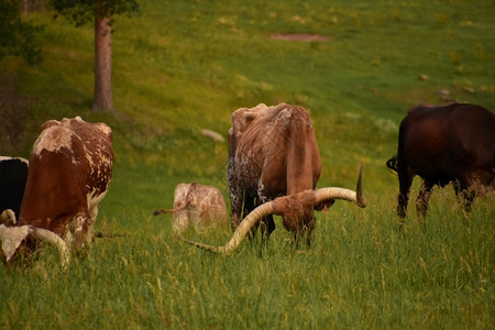 家畜自然夏季草牧场和放长角牛的草哺乳动物图片