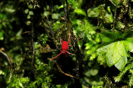 红蜘蛛在岩石上行走昆虫漏洞步图片