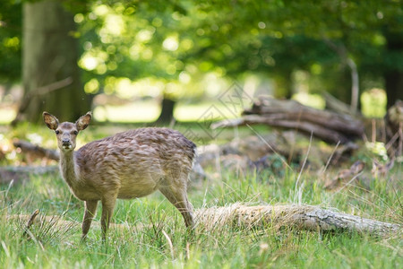 一种雌鹿在森林中站立望着摄影机看女鹿野生动物相机图片