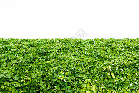 白色的树篱绿叶布什有白色背景自然图片