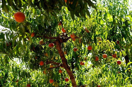 橙农民分支树木上桃子的新鲜夏几乎可以收获并交付给农户市场图片