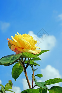 黄玫瑰盛开天空堂背景图片