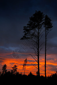 松树在日落和低云的末光中束黑暗晚上背景图片