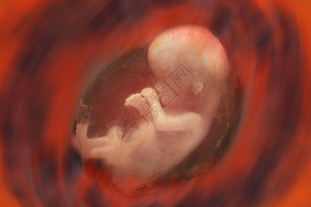 子宫婴儿未出生婴儿人类胎内部观察大约10周出生设计图片